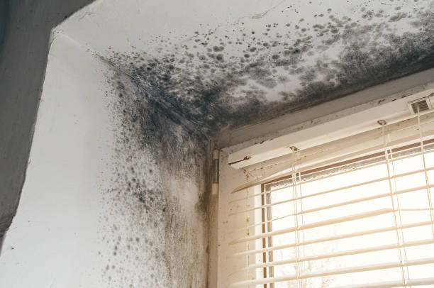 Affordable Mold Cleanup solutions in Grantville, PA